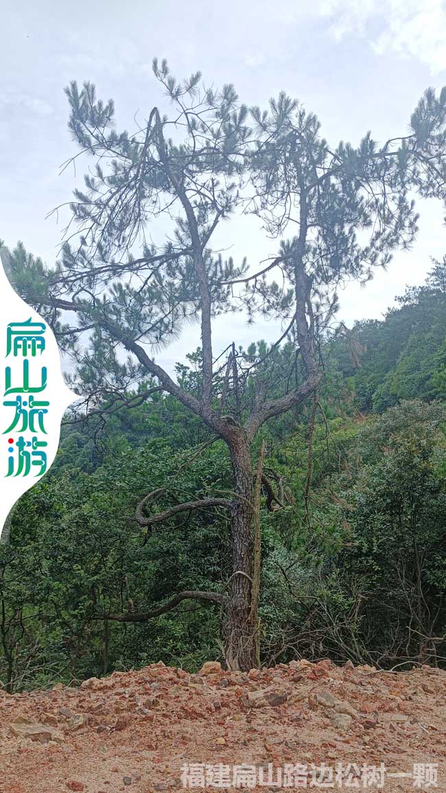 上杭柳樹(shù)欣賞
