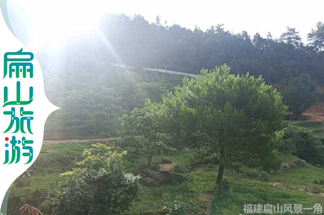 扁山稻田松樹(shù)