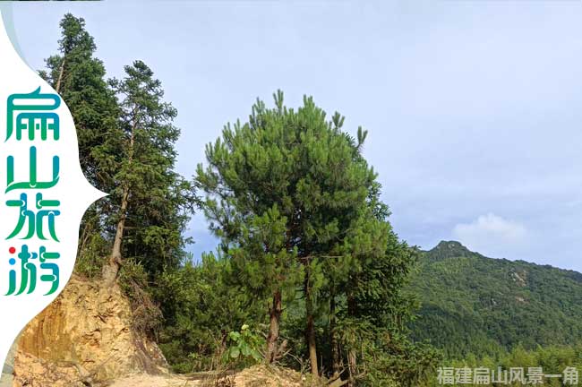 福建鄉存杉樹(shù)與松樹(shù)風(fēng)景