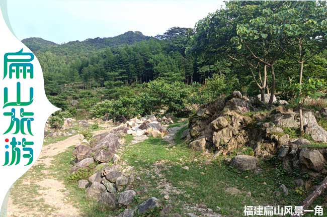 上杭梧桐樹(shù)風(fēng)景一角