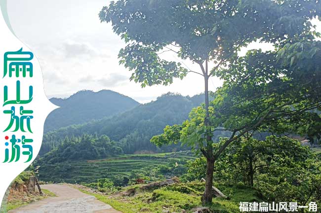 上杭扁山梧桐樹(shù)風(fēng)景一角