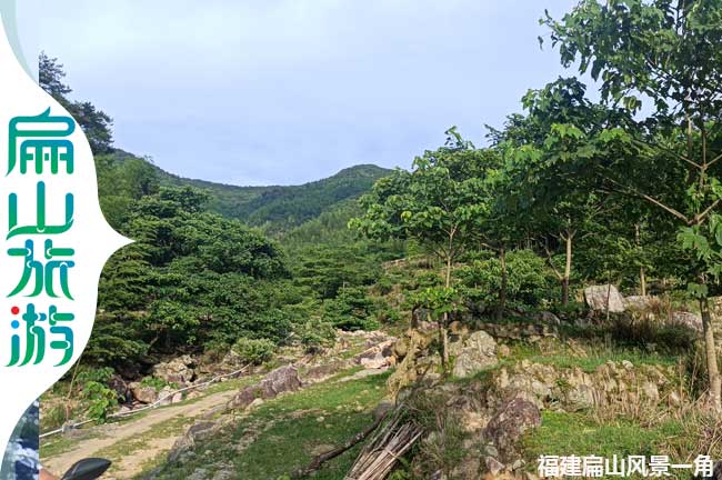 舊縣鎮扁山梧桐樹(shù)風(fēng)景一角
