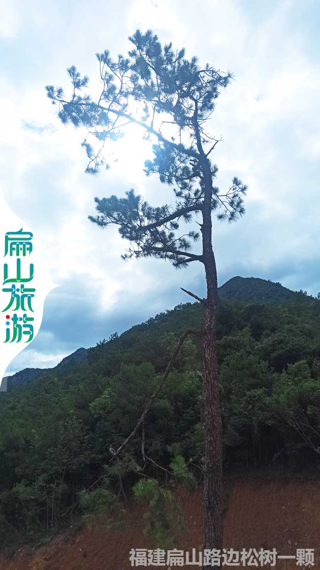龍巖迎客松風(fēng)景區