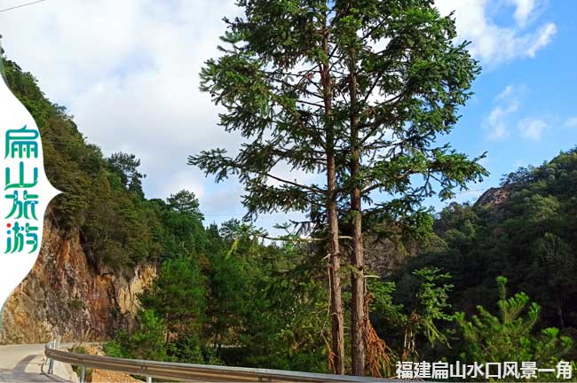 扁山水庫風(fēng)景杉樹(shù)