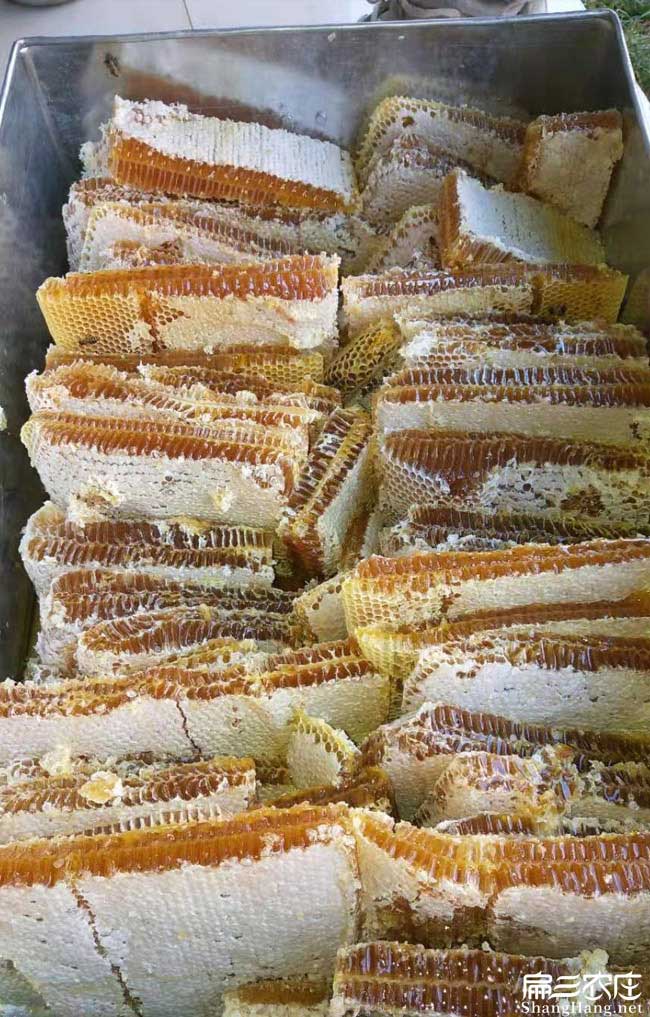 上杭蜜蜂養殖技術(shù)培訓