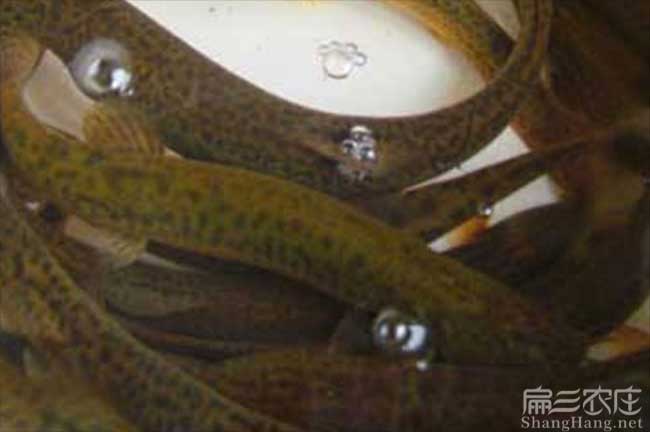 湖北泥鰍養殖技術(shù)