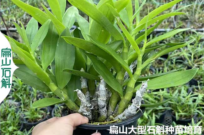 鮮條批發(fā) 三明和南平鼓槌鐵皮金釵石斛種苗培育基地 38元