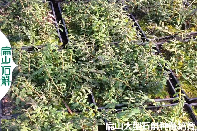 陽(yáng)江鐵皮石斛養殖