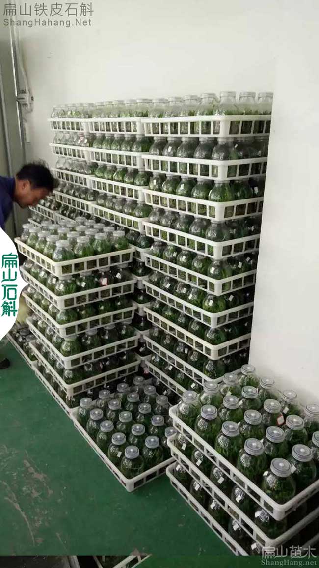 福建瓶裝金線(xiàn)蓮種苗
