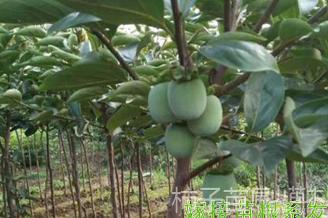 濟南柿子樹(shù)苗批發(fā)