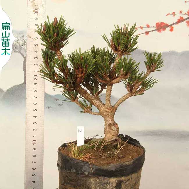 清遠黑松小苗