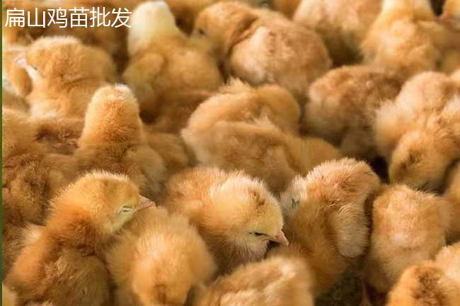 長(cháng)汀河田雞苗批發(fā)