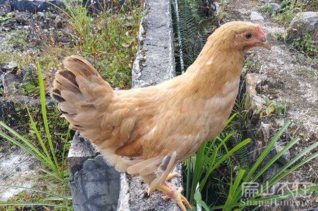 長(cháng)汀河田雞蛋