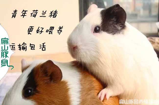 陜西豚鼠養殖