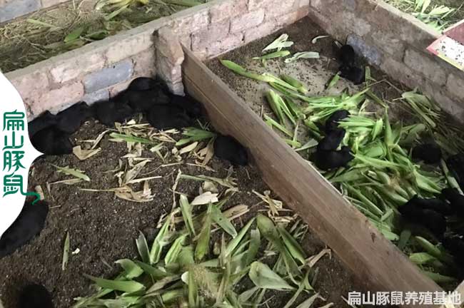 咸陽(yáng)黑豚養殖基地
