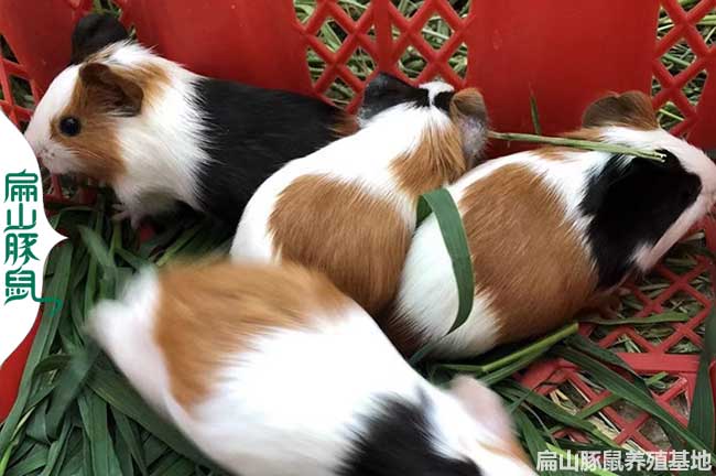 江西彩豚養殖