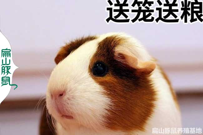 常州彩豚鼠養殖