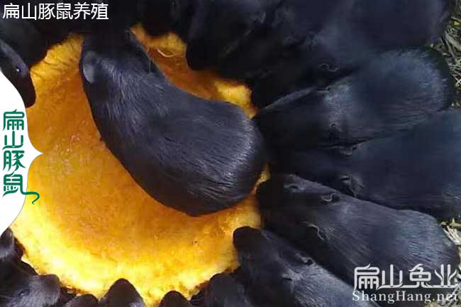 浙江豚鼠養殖場(chǎng)