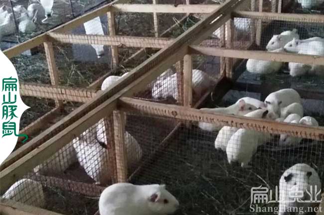 江西實(shí)驗鼠批發(fā)