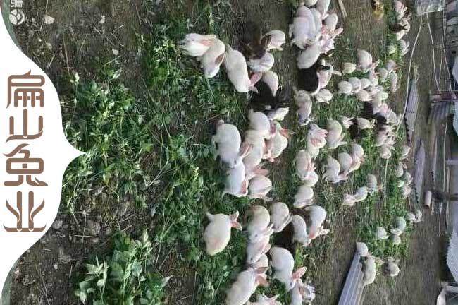云南散養竹鼠