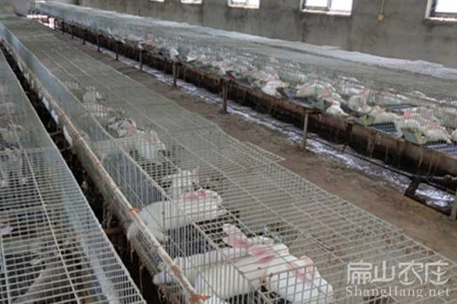 龍巖規模種兔養殖 