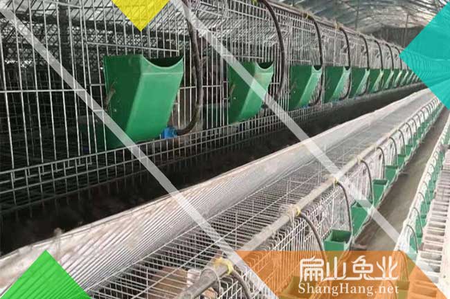 上杭舊縣竹鼠養殖
