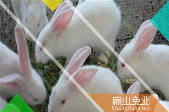 廣州小白兔養殖基地