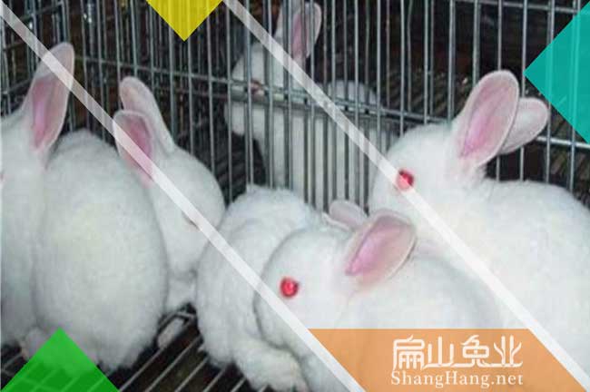 寧德賣(mài)竹鼠養殖