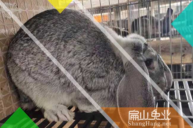 九江比利時(shí)兔養殖場(chǎng)
