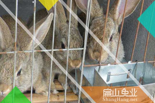 寧德竹鼠銷(xiāo)路