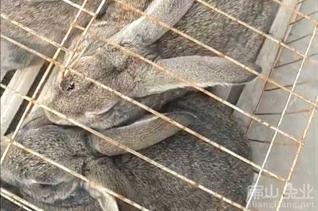 江西比利時(shí)兔養殖