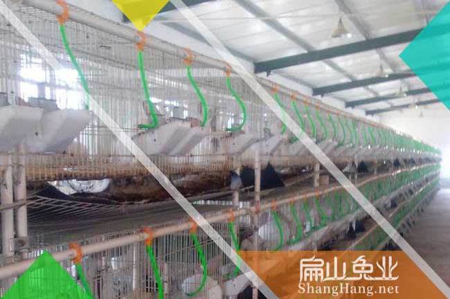 龍巖竹鼠養殖場(chǎng)