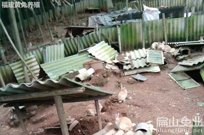 龍巖野兔養殖基地