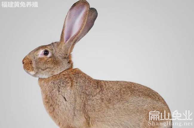 廣東比利時(shí)兔養殖