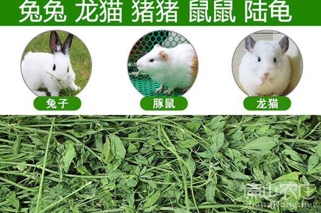 將樂(lè )兔苗批發(fā)