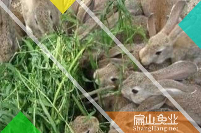 上饒比利時(shí)兔批發(fā)