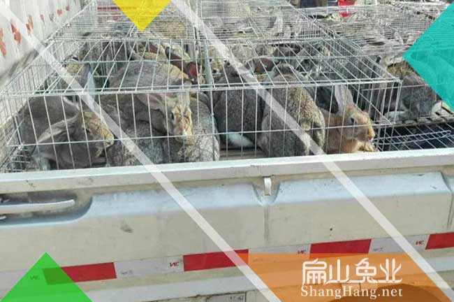 福州種兔銷(xiāo)售