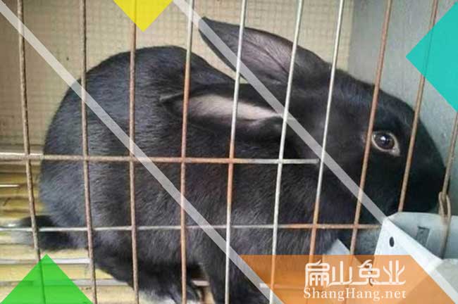 龍巖烏兔養殖