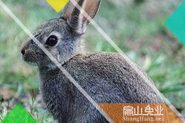 龍巖黑兔養殖