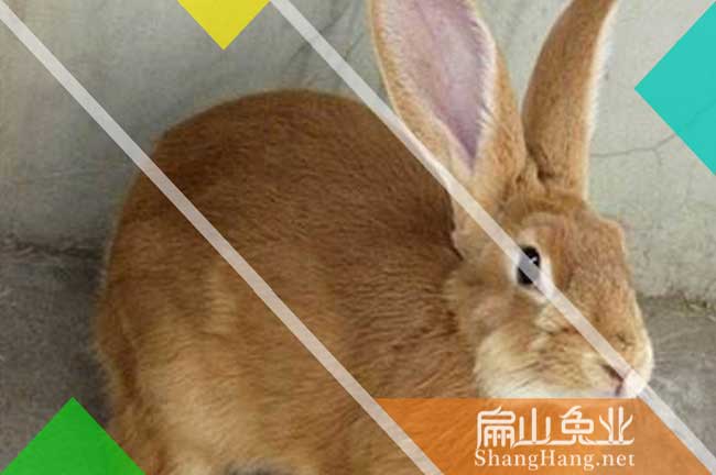長(cháng)汀竹鼠養殖