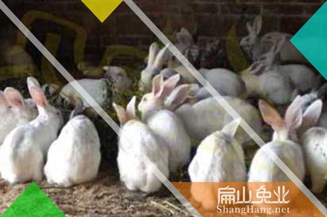 長(cháng)汀種竹鼠養殖基地