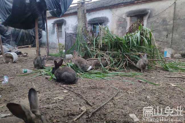 連城散養竹鼠