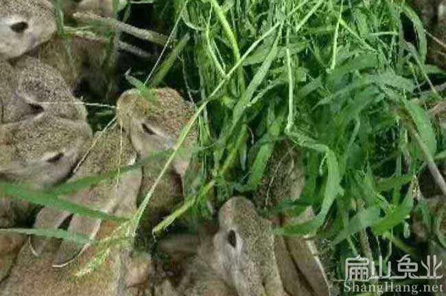 泉州比利時(shí)種竹鼠