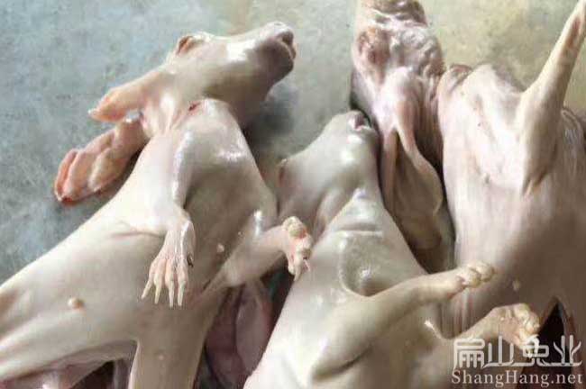 廈門(mén)竹鼠批發(fā)