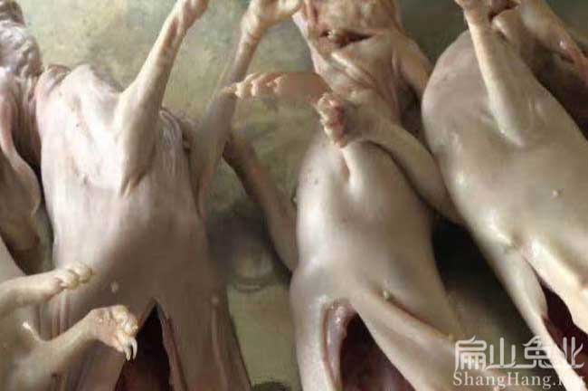 龍巖現殺竹鼠