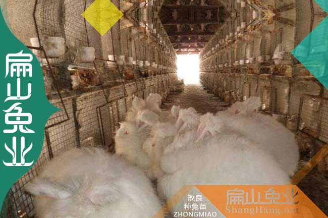 永定大型種兔肉兔養殖