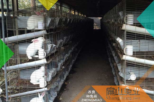 廈門(mén)肉兔養殖基地