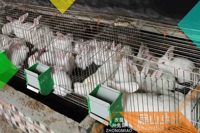 連城竹鼠養殖場(chǎng)