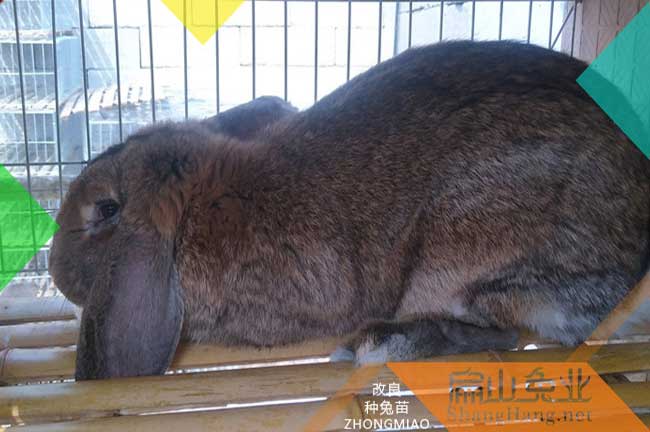 東莞公羊兔養殖