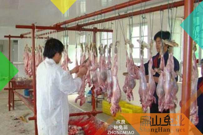 南平肉兔養殖